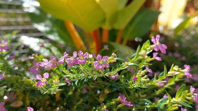 flowers 💐 #beautiful flowers #bright color #relaxing смотреть онлайн