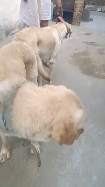 labra mail mating#trending #shorts #dog #trend #lab #shots #lover @princedogclub  @DogCareAndCure смотреть онлайн