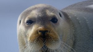 Звуки Земли 6 серия «Полярные миры» (документальный сериал, 2024)