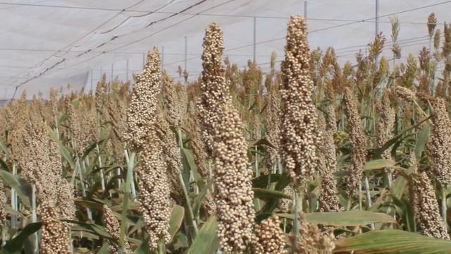 Generación de variedades e híbridos de sorgo para temporal y riego en Sinaloa смотреть онлайн