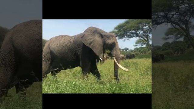 #shorts हाथी का weight कितना होता है? facts about animals in Hindi | #elephant смотреть онлайн