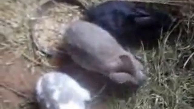 Развитие кроликов живущих в яме смотреть онлайн