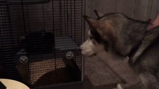 Первая встреча: маламут и шиншилла (malamute and chinchilla) смотреть онлайн