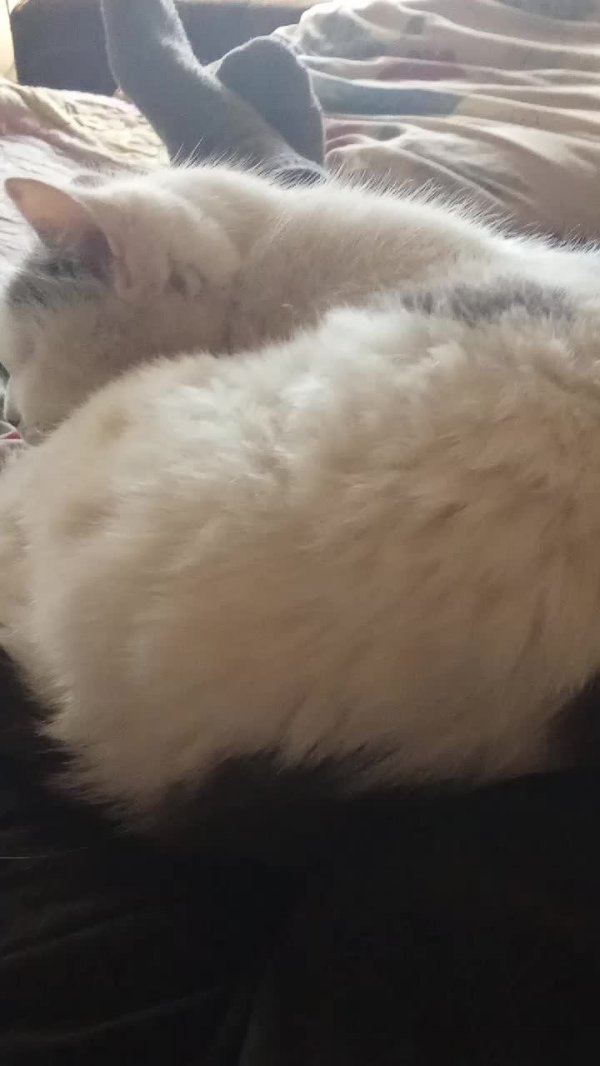 выживание в майне