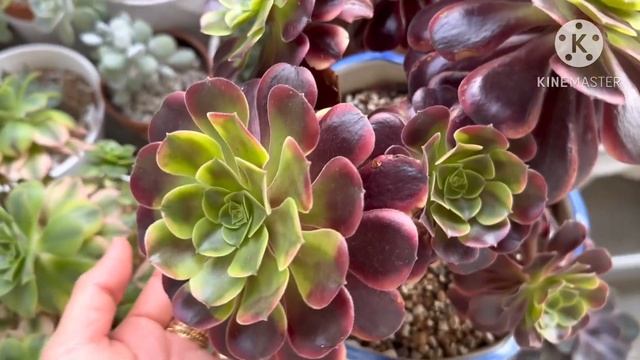 Mini Veranda Tour #plantitasajapan #maraplantita #verandagarden #echeveriaagavoides #aeonium смотреть онлайн