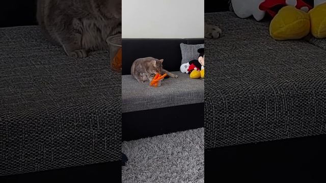 Морковная диета,кот стал веганом)Carrot diet, the cat went vegan) смотреть онлайн