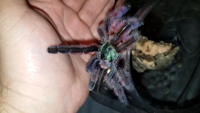 Antilles Pinktoe ( Avicularia Versicolor ) смотреть онлайн