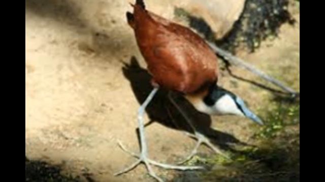Actophilornis africana смотреть онлайн