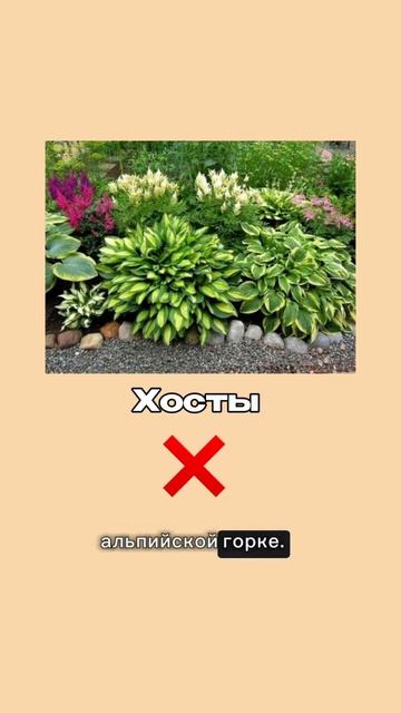 Что нельзя сажать на альпийскую горку? #всевсад #марияниконова #сад #альпийскаягорка #garden смотреть онлайн
