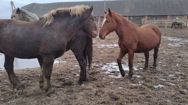 Молодые кобылы радуются встрече с жеребцом