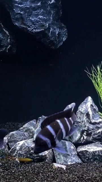 CHICILD AFRIKA, FORTOSA #ikanhias #chiclid #fishtank #ikanpredator #aquascape #aquarium #fishtank смотреть онлайн