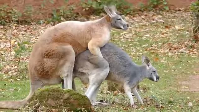 Kangaroo Meeting 2019 Latest Video смотреть онлайн