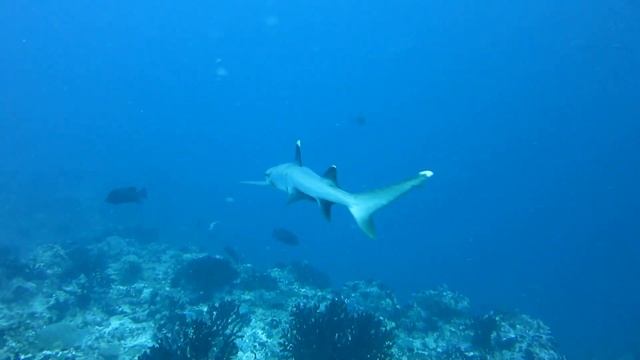 Whitetip shark смотреть онлайн