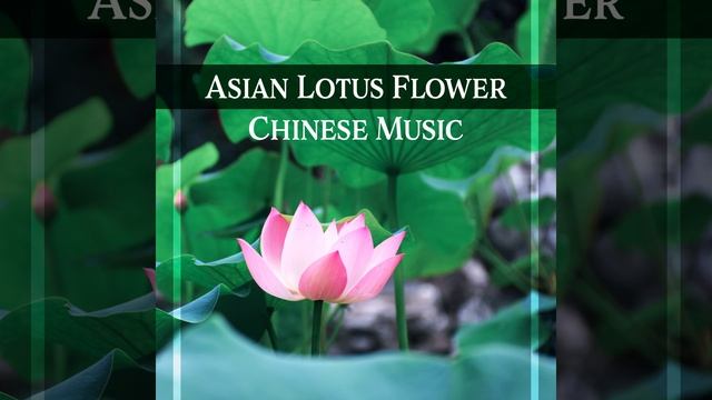 Asian Lotus Flower смотреть онлайн