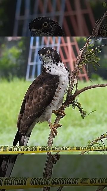 Crested Honey Buzzard juvenile смотреть онлайн