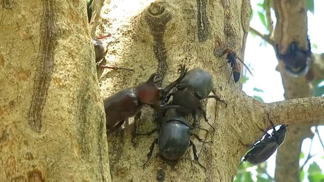 2016.7.06 獨角仙比賽 2 смотреть онлайн