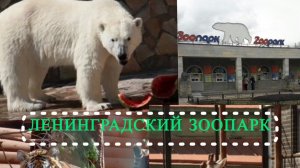 Ленинградский зоопарк 🦒