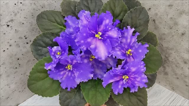 Фиалка МТ-XXL Эльф