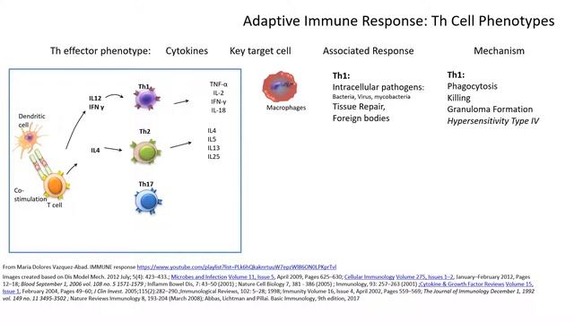 Th Cells Phenotypes Th1 Th2 And Th17 Explained In 7 Minutes