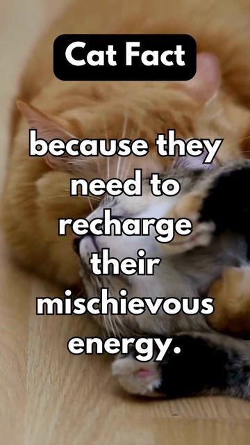 Fun Facts Forum - Cats смотреть онлайн