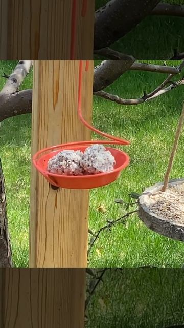 Red Breasted Nuthatch смотреть онлайн