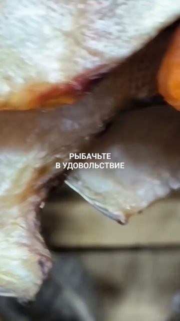 Вкусный вяленый морской ёрш.