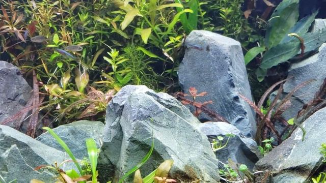 The Cute Species of Fish You Can Hold & Handle! Feeding Time For The Lake Inle Aquascape Aquarium смотреть онлайн