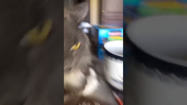 про кота пончика 🐺