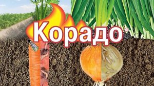 Корадо от луковой и морковной мухи (10 секунд)