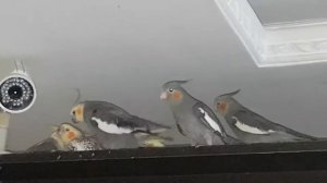 Спаривание корелл при птенцах - Mating cockatiels with chicks #corellaparrot #corellas #parrots