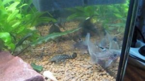 Брачный танец сомиков-коридорасов