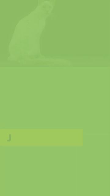 Black Cat Breeds that Make Excellent Pets смотреть онлайн