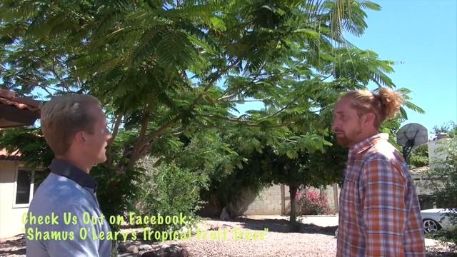 Beautiful ROYAL POINCIANA (Flamboyan) Tree in Mesa, Arizona смотреть онлайн