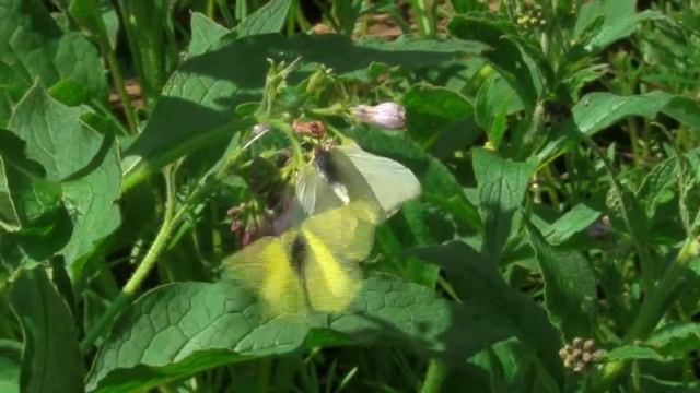 Paarungsversuch eines Zitronenfallters смотреть онлайн