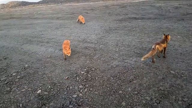 Нашествие смотреть онлайн