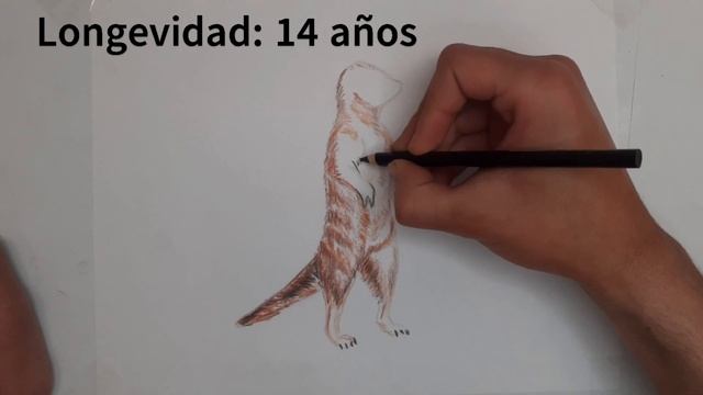 como dibujar una Suricata смотреть онлайн