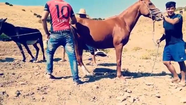 Super mura donkey meeting - Donkey breeding horse first time - Donkey breeding horse first time смотреть онлайн