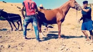 Super mura donkey meeting - Donkey breeding horse first time - Donkey breeding horse first time