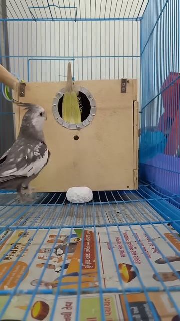 Cockatiel parrots Examining the nest box | #cockatiel #shorts #cockatielbird смотреть онлайн