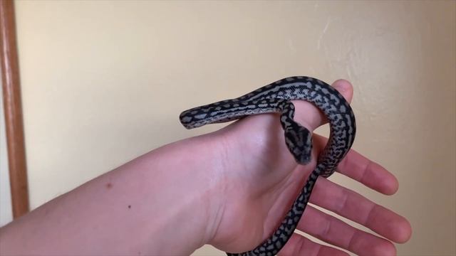 Inland Carpet Pythons! (Everything You've Ever Wanted to Know, Plus More That You Didn't!) смотреть онлайн