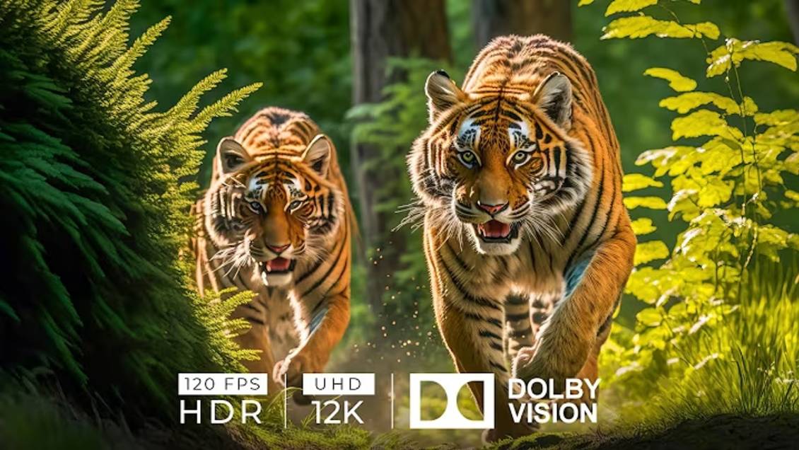 [4K] 12K HDR 120fps Dolby Vision With Animal Sounds (Colorfully Dynamic)