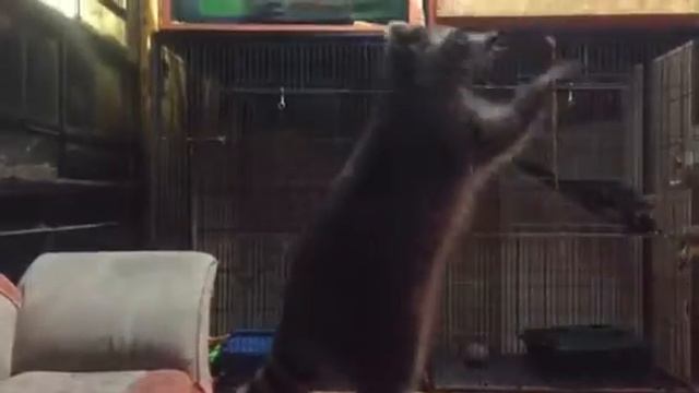 Енот нюхает 1,1 смотреть онлайн