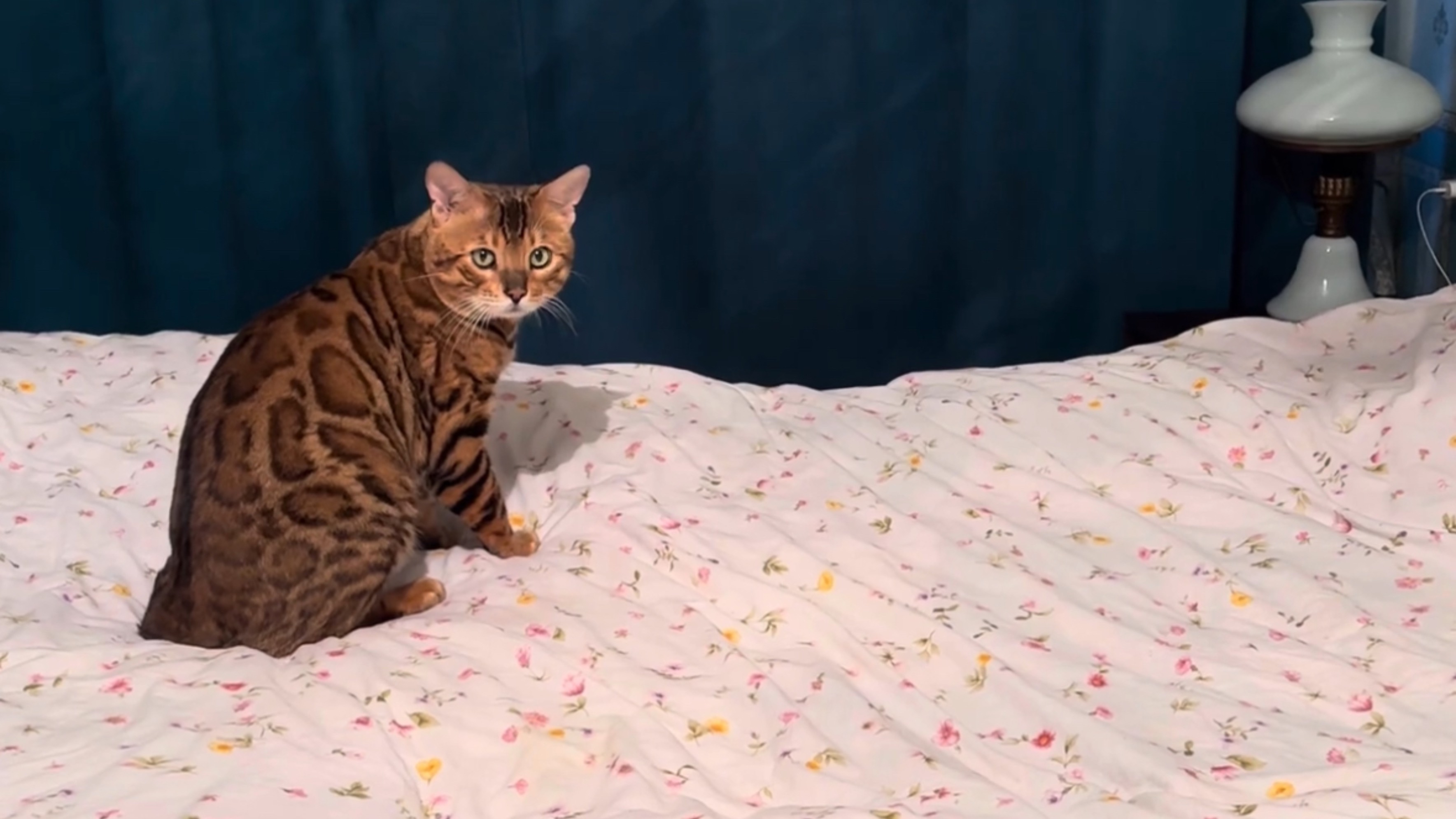 Бенгальский кот смотреть онлайн