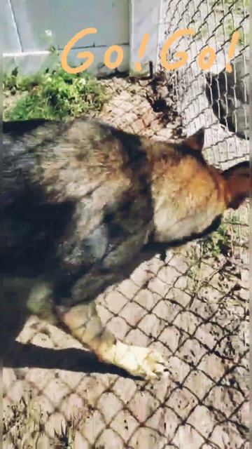Smart German Shepherd Dog Saves Turtle 🐢🐕 Before you go 🥺🥰 #shorts смотреть онлайн
