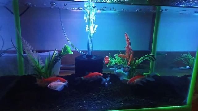 Aquarium aa arfa смотреть онлайн