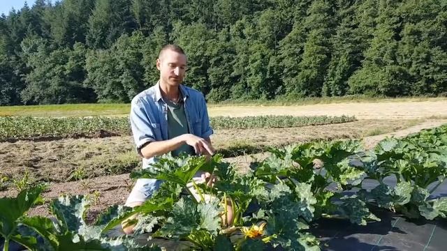 Hand-pollinating squashes and pumpkins for seed-saving смотреть онлайн