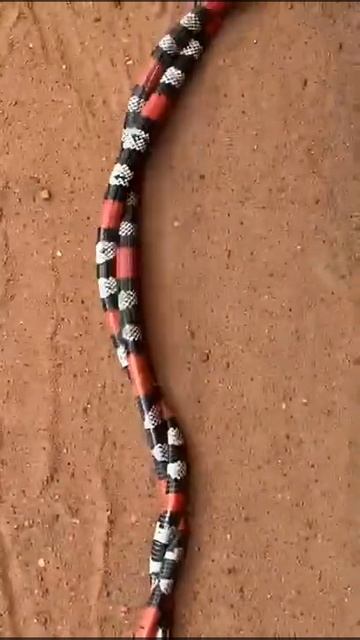 Incrível dois coral macho brigando смотреть онлайн