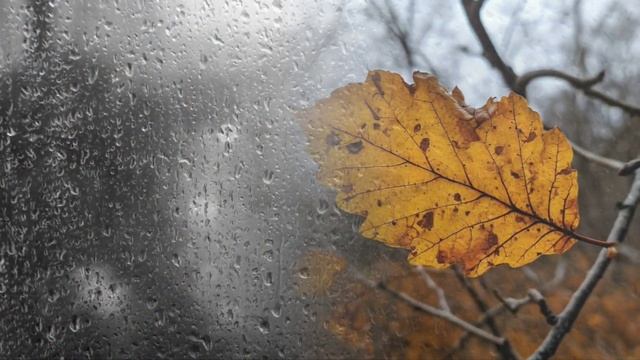 РОСЧЕРК_Светлана Молчанова_видеостихи