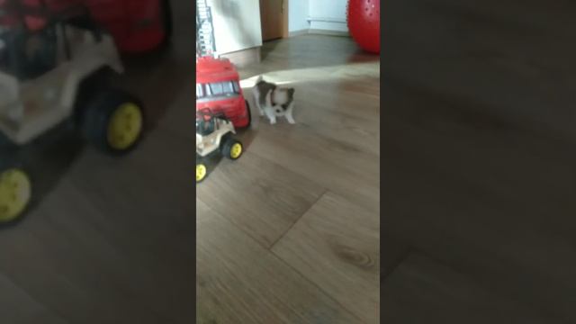 Несквик чихуахуа смотреть онлайн