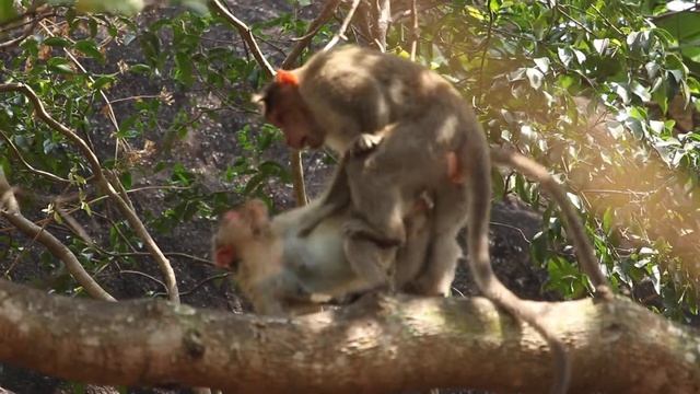 Monkey Mating Time Part - 1 | Monkey Intercourse | Monkey Mating Habit | Monkeys Lifestyle l смотреть онлайн